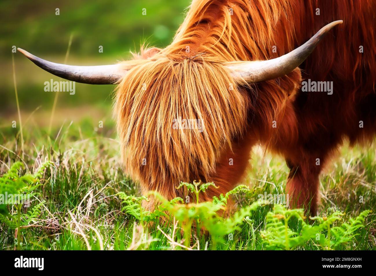 Highland cow grazing the moors Stock Photo - Alamy