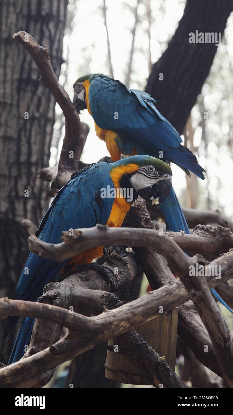 Fresh Look at The Two Blue And Yellow Macaws Perched On A Tree