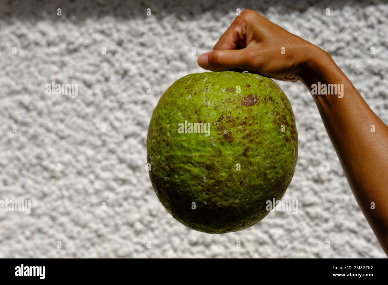 Indonesia Batam - Breadfruit Artocarpus altilis Stock Photo