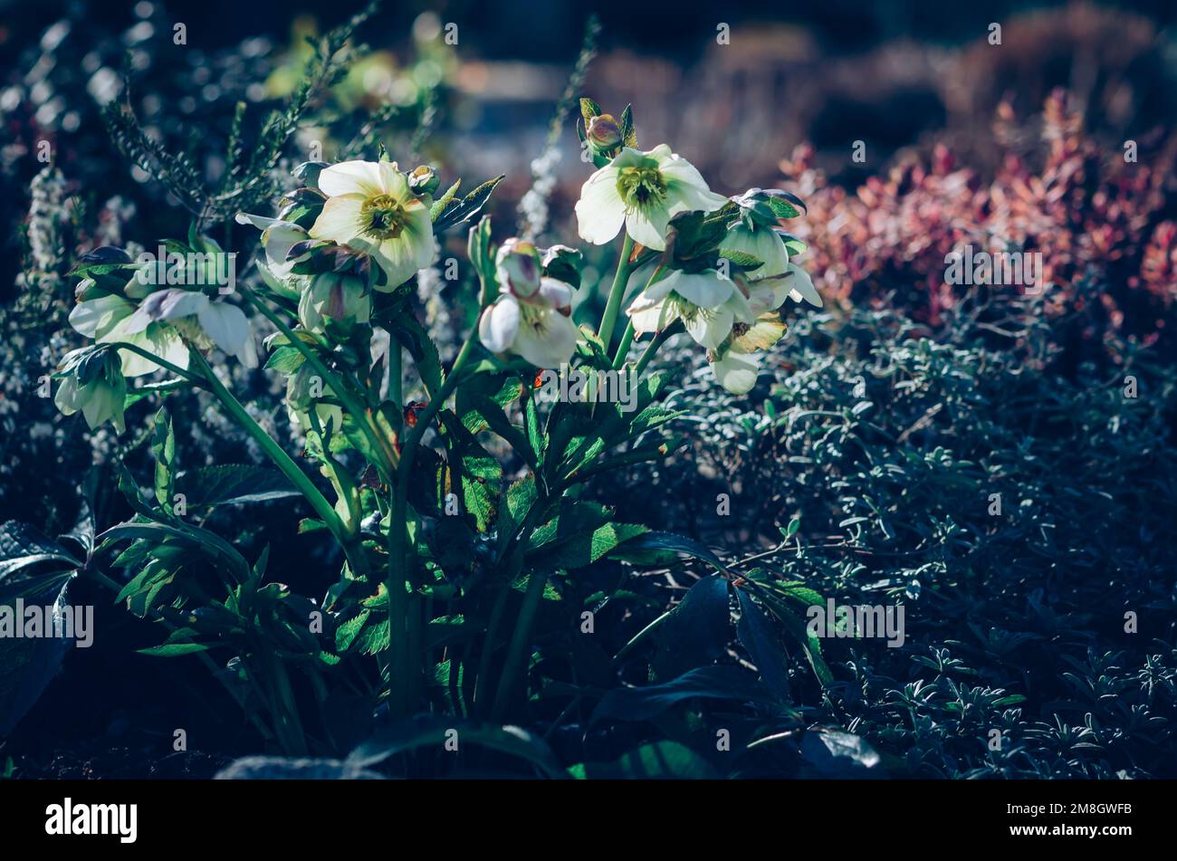 spring white helleborus flowers blossoming in green spring garden Stock Photo