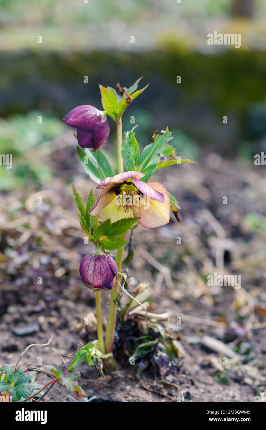 spring colorful helleborus flowers blossoming in green spring garden Stock Photo