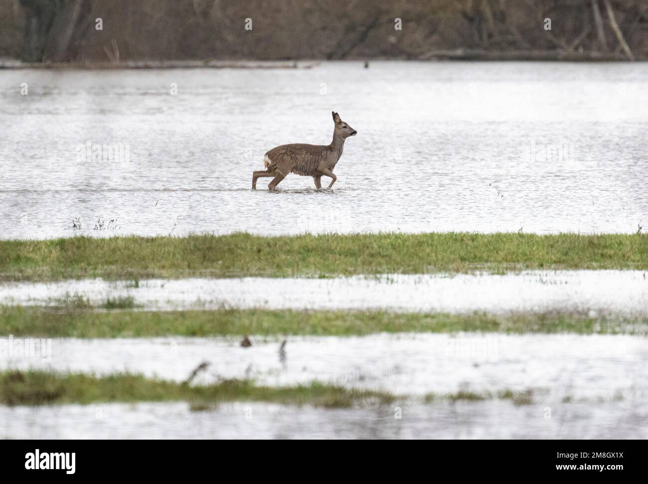 Heuchelheim, Germany. 14th Jan, 2023. A deer stalks across a flooded meadow near Numerous rivers and streams record rising water levels after persistent rainfall. Credit: Boris Roessler/dpa/Alamy Live News Stock Photo