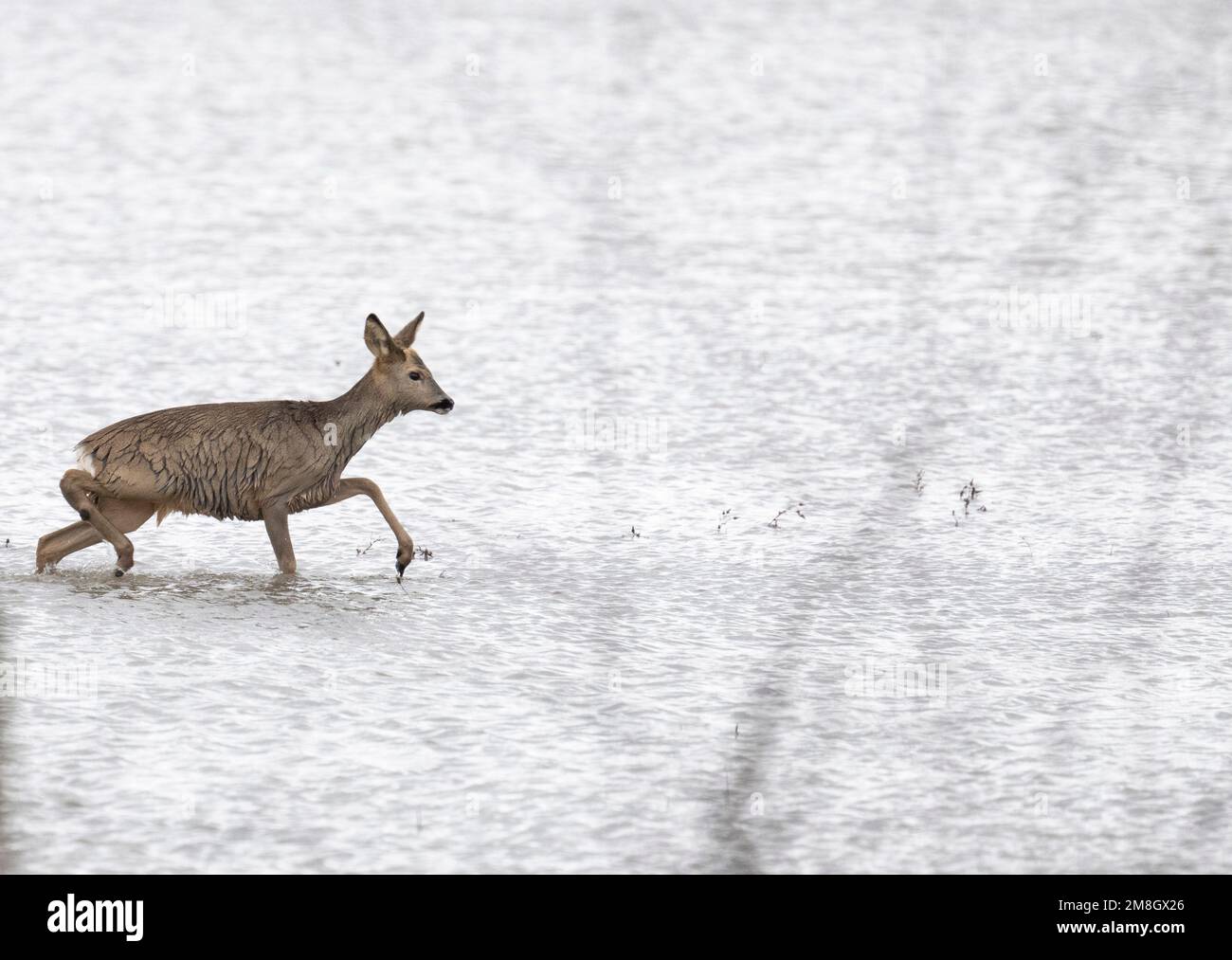 Heuchelheim, Germany. 14th Jan, 2023. A deer stalks across a flooded meadow near Numerous rivers and streams record rising water levels after persistent rainfall. Credit: Boris Roessler/dpa/Alamy Live News Stock Photo