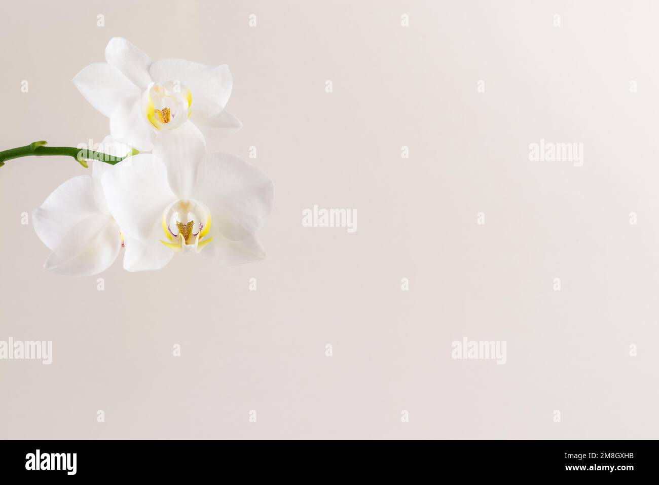 Beautiful exotic thai flower hi-res stock photography and images - Alamy