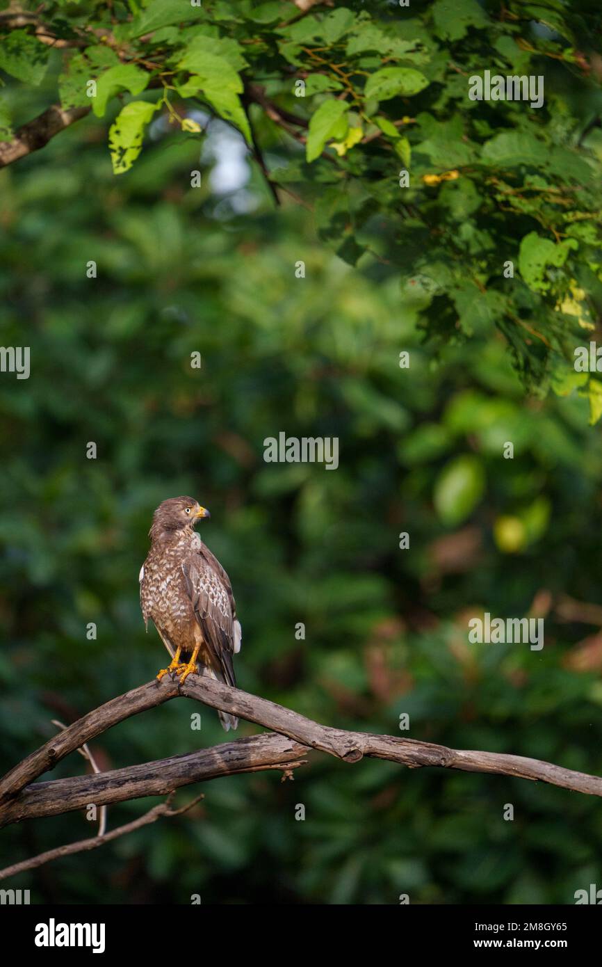 White Eyed Buzzard on a beautiful morning in tadoba national park with green trees in background and sunlight hitting its wings Stock Photo