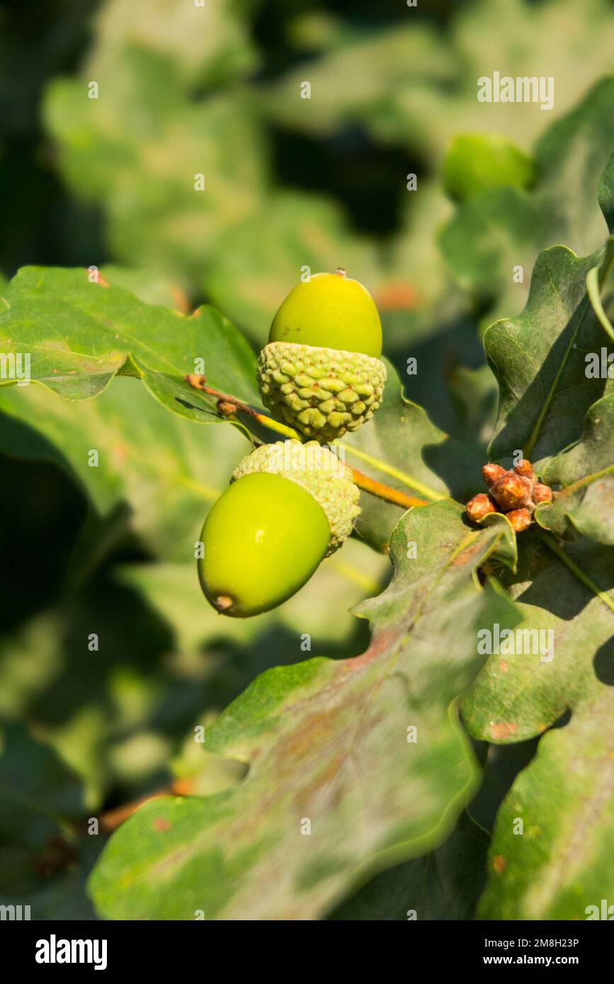 Crop of nearly ripe acorns mature in sunshine on an English oak tree. An acorn will fall to the ground shortly as autumn approaches. UK. (131) Stock Photo