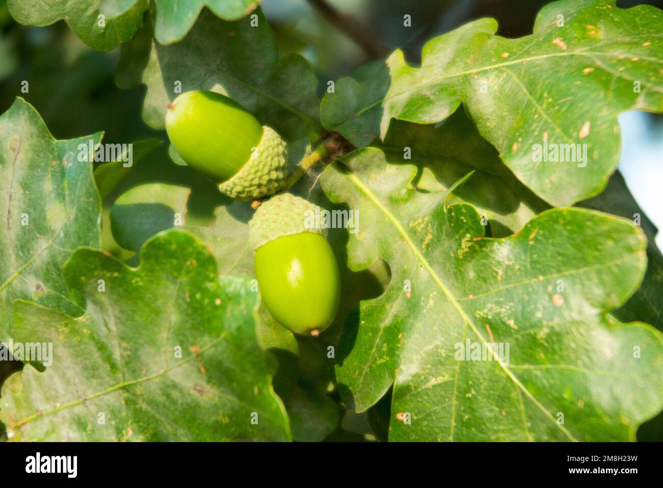 Crop of nearly ripe acorns mature in sunshine on an English oak tree. An acorn will fall to the ground shortly as autumn approaches. UK. (131) Stock Photo
