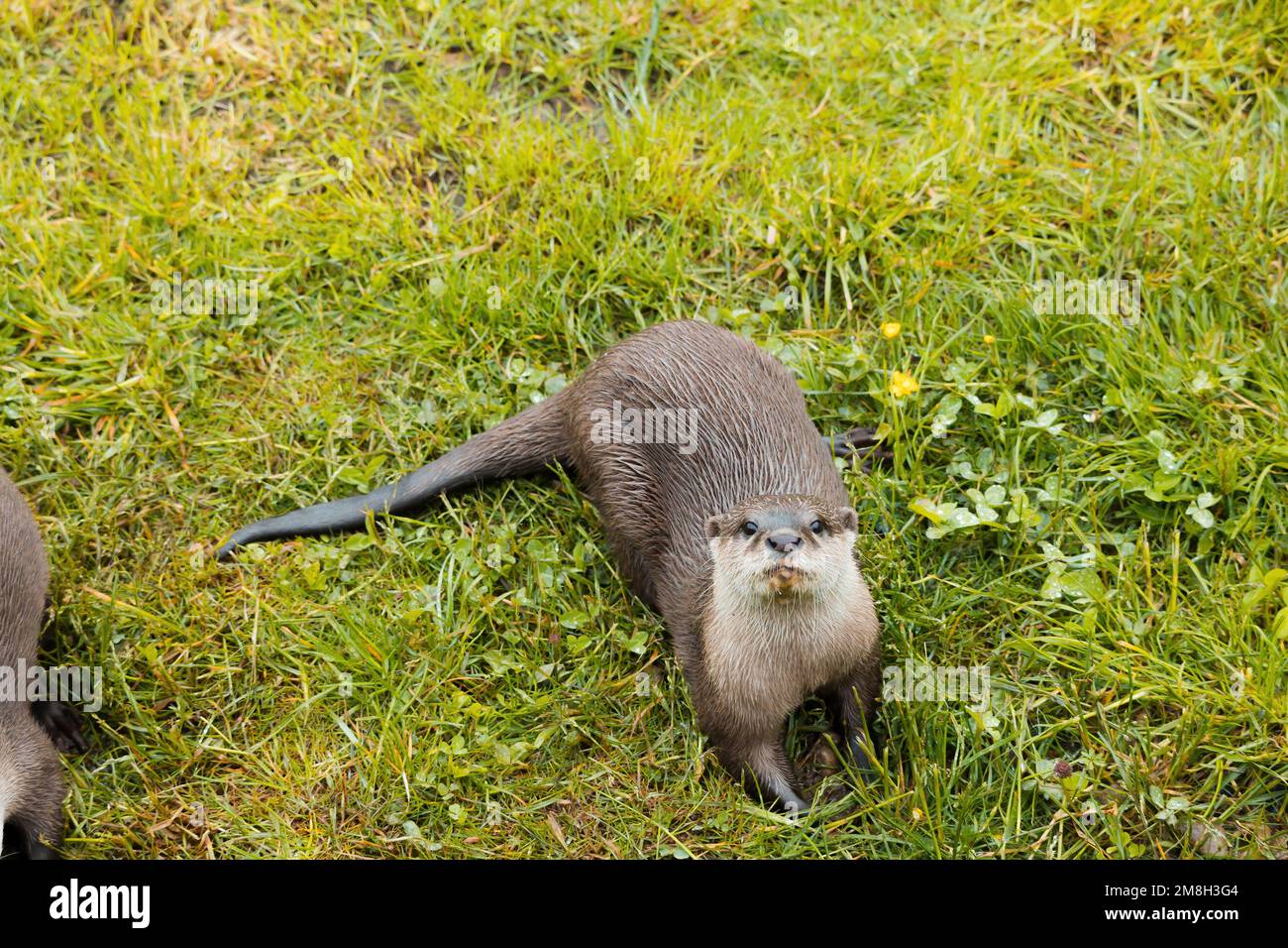 An Asian small-Clawed Otter Stock Photo