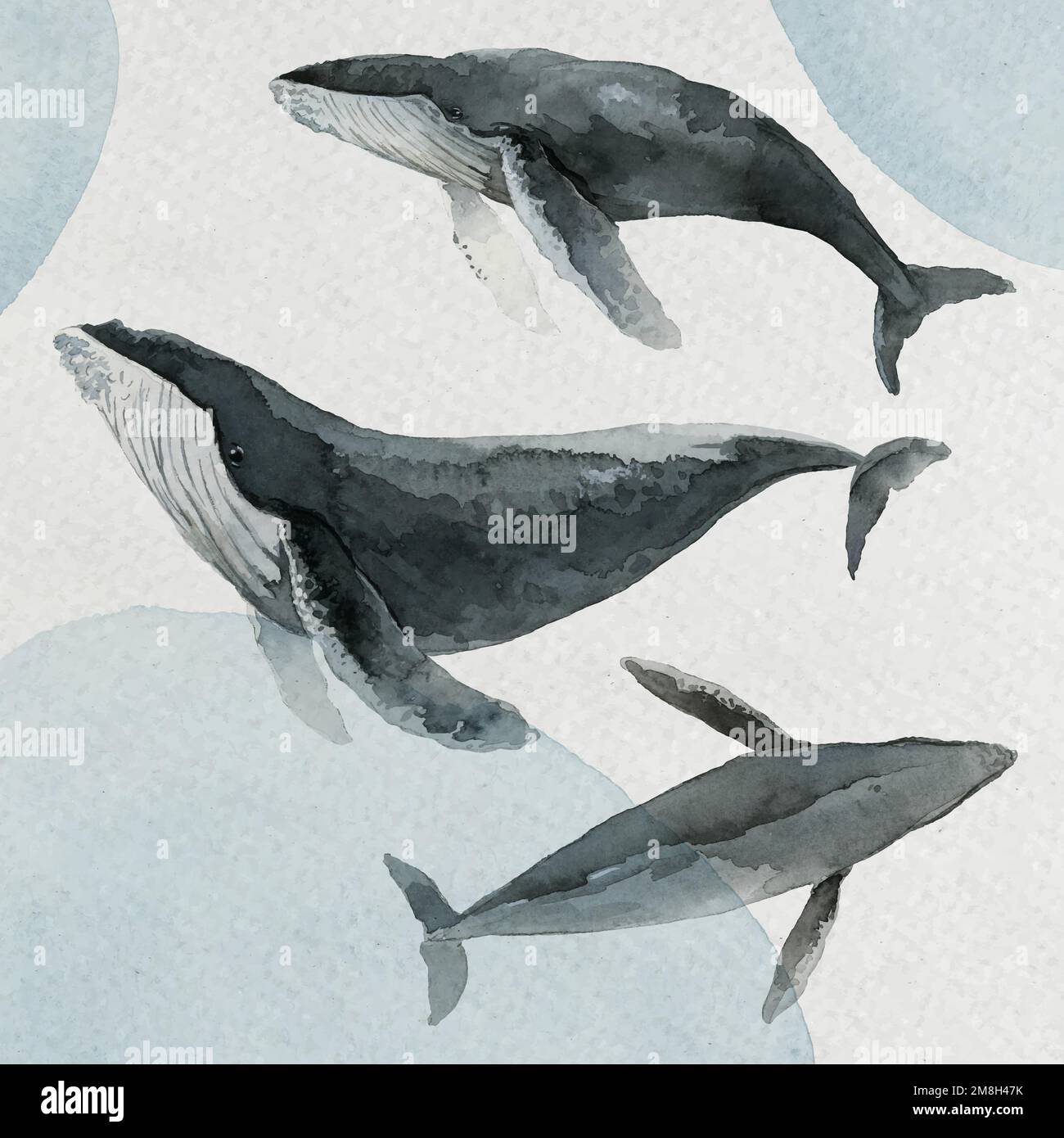 Humpback whale watercolor painting in watercolor banner vector Stock