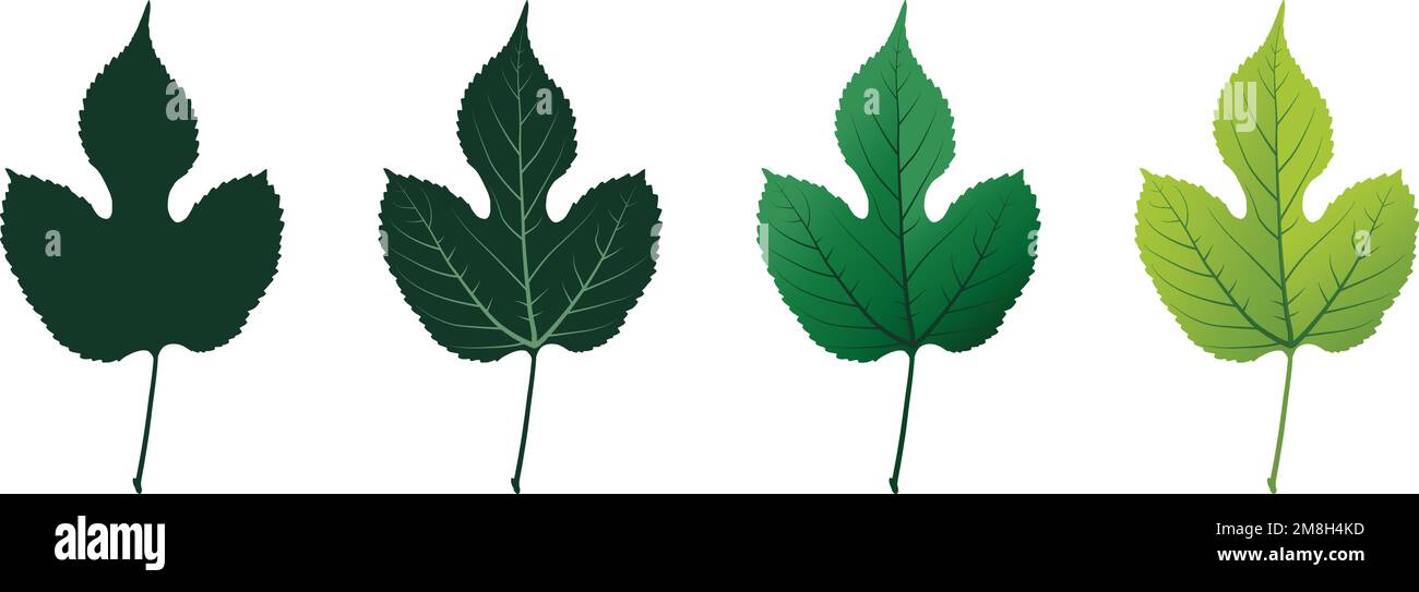 Decorative leaves vector hi-res stock photography and images - Alamy