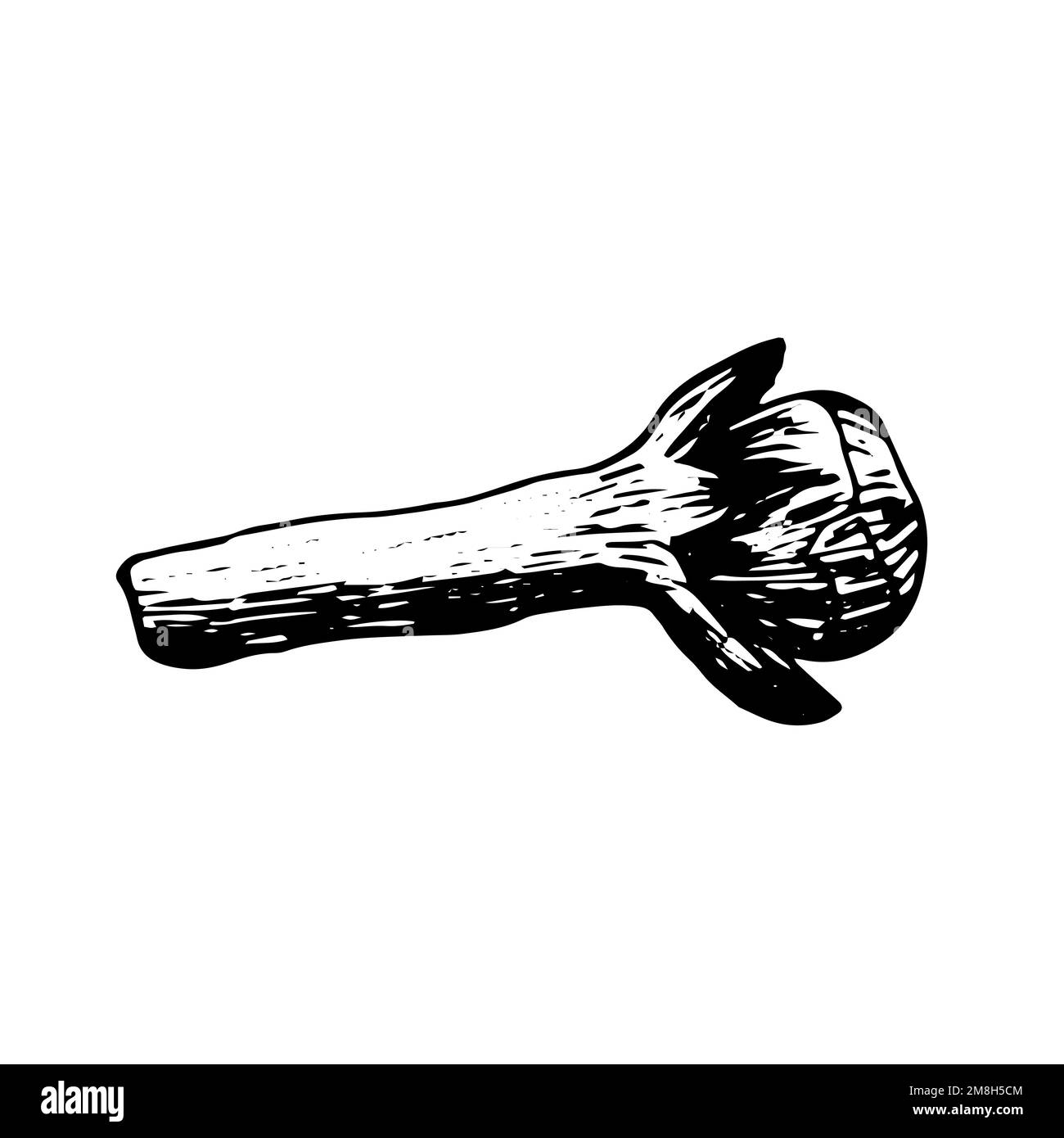 Vector clove sketch Stock Vector Image & Art Alamy