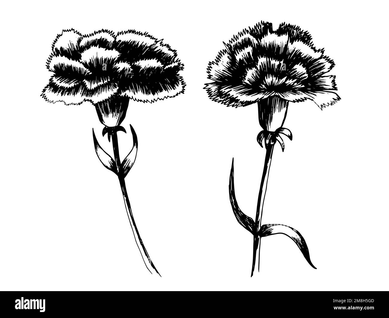 Carnation flower vector set Stock Vector Image & Art Alamy