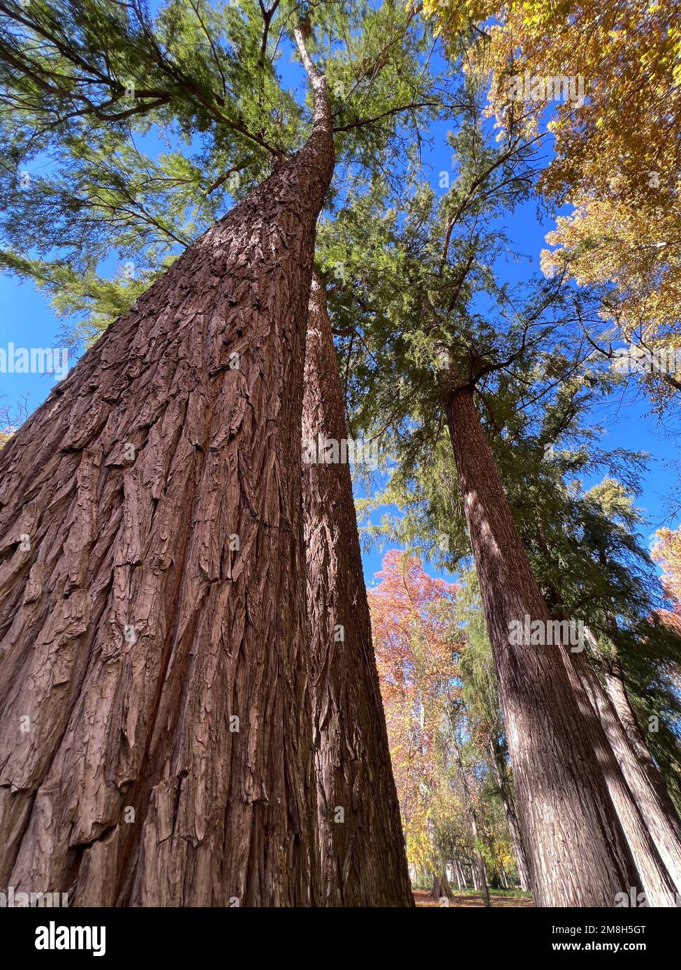 redwood forest in autumn Stock Photo - Alamy