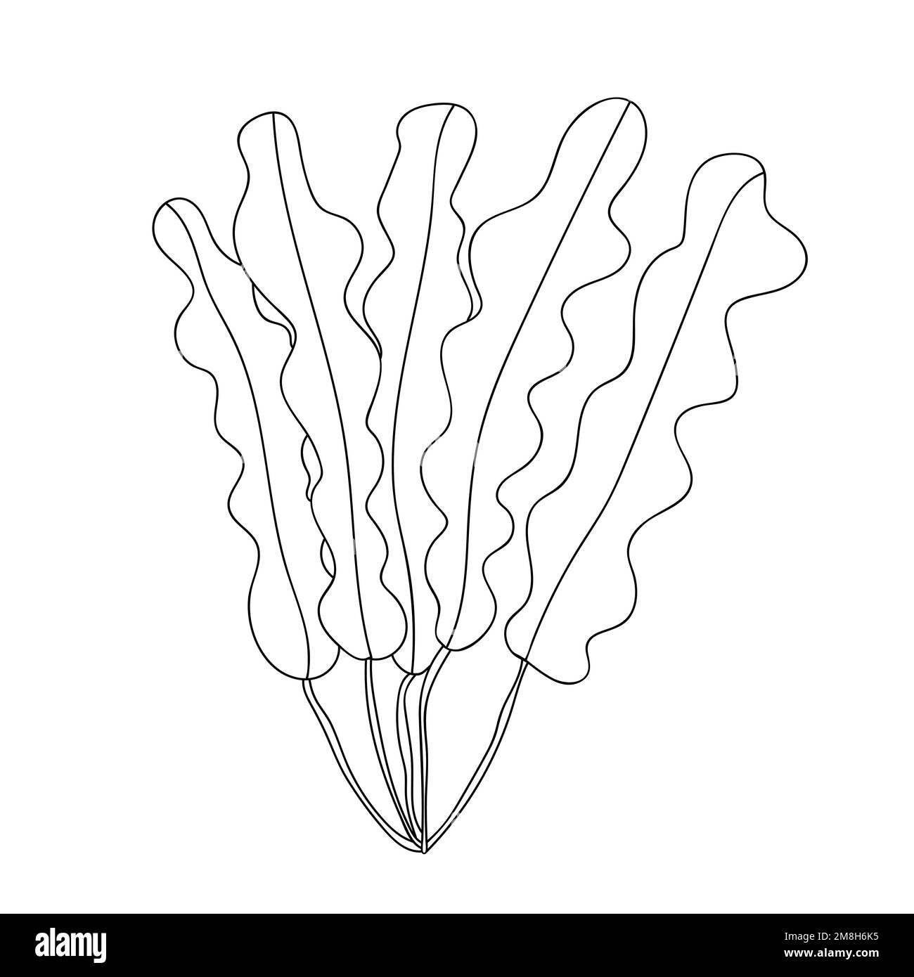 Seaweed vector doodle illustration Stock Vector Image & Art - Alamy