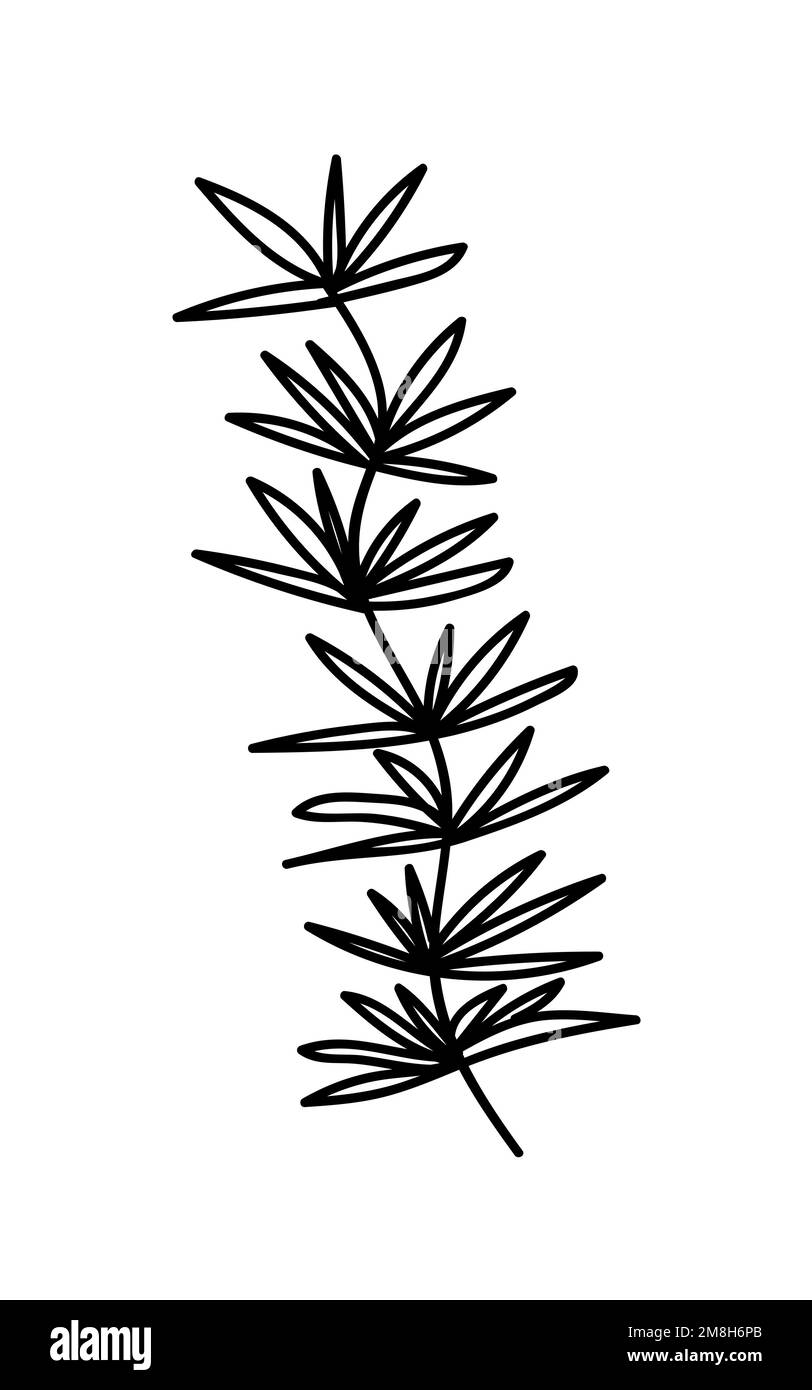 Seaweed vector doodle illustration Stock Vector Image & Art - Alamy