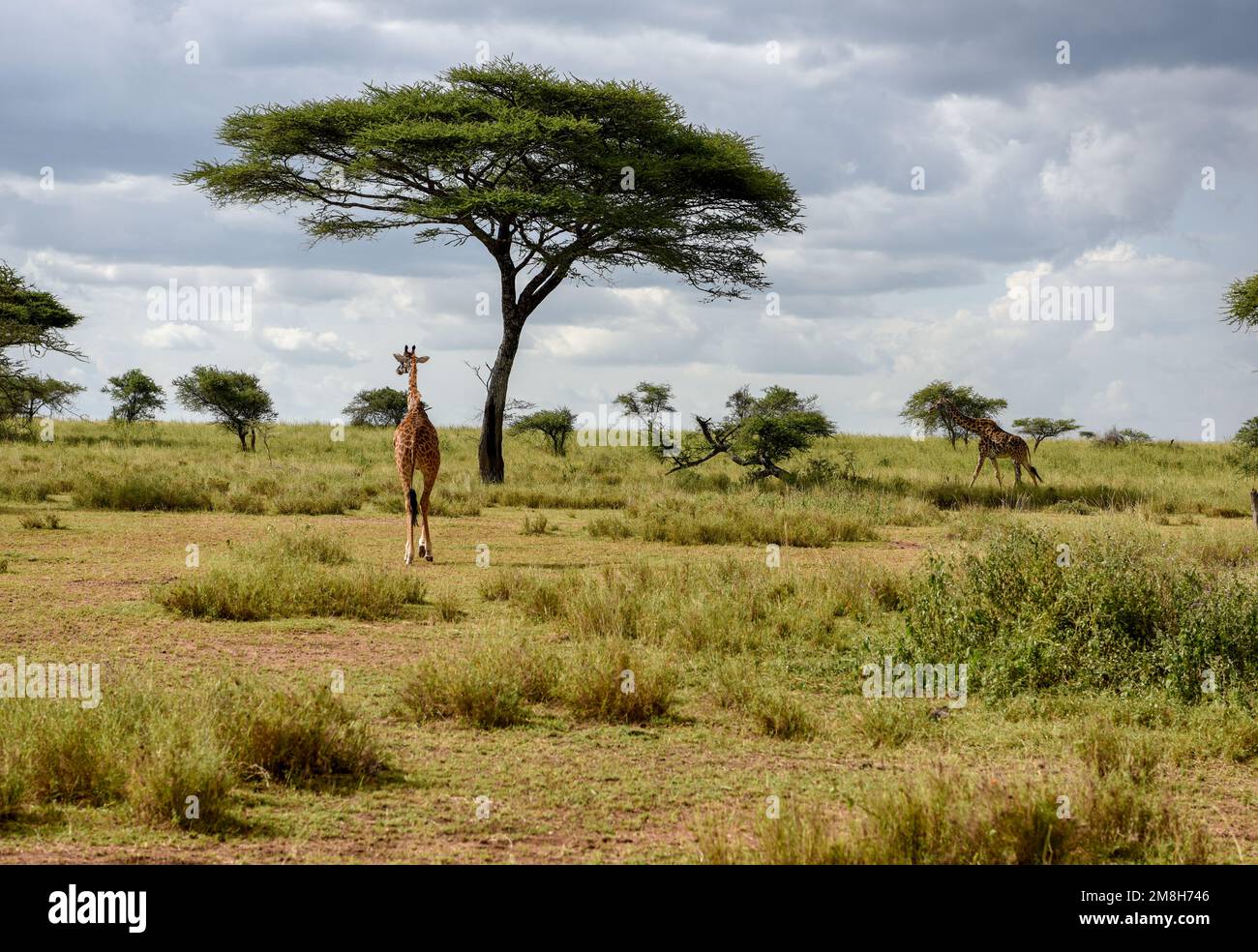 Giraffe eating in serengeti hi-res stock photography and images - Alamy