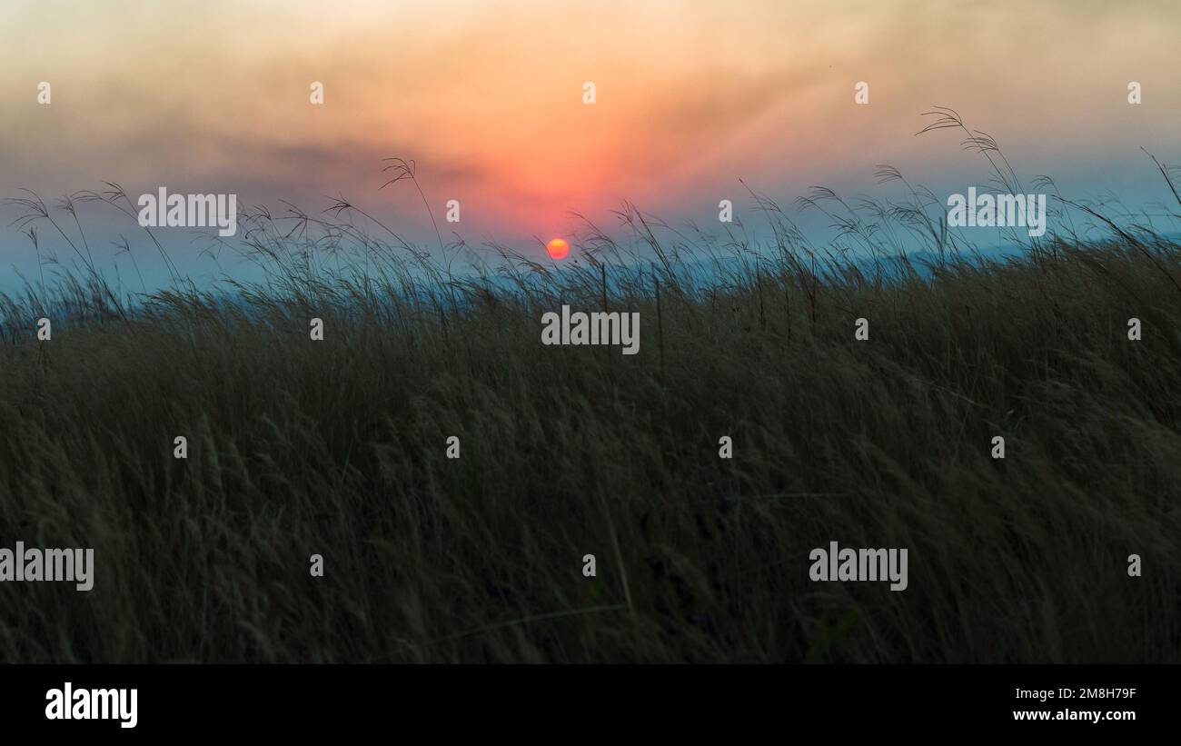 Grass field long dry plants sun setting or rising glowing planet red colors over the countryside landscape a scenic nature moment of contrasts. Stock Photo