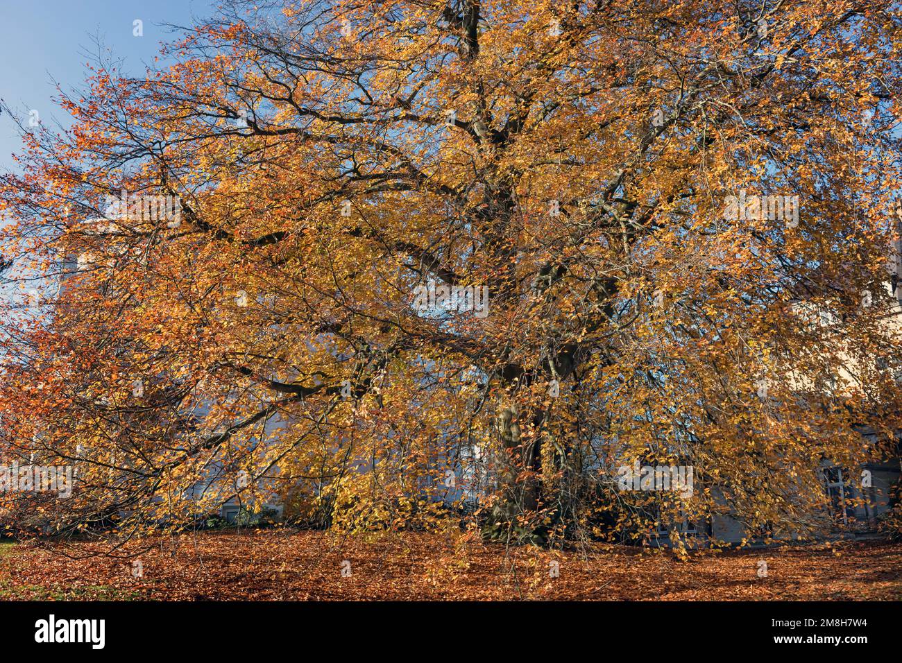big city beech in autumn Stock Photo