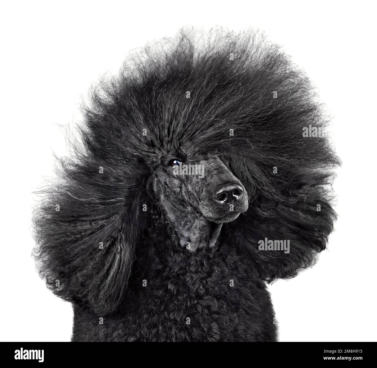 Beautiful black poodle with blowing hair isolated on a white background