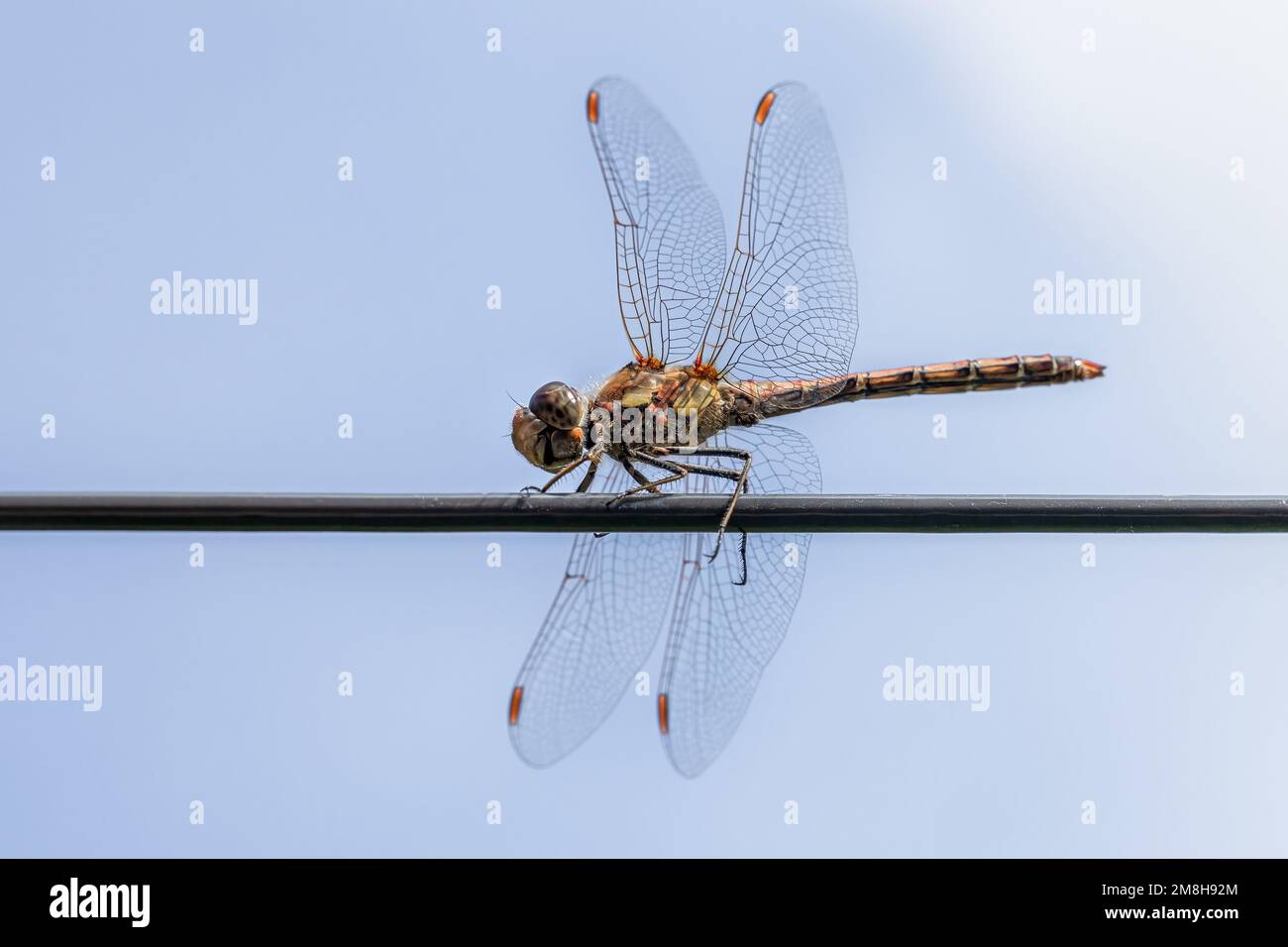 A dragon fly, known as Common Darter  or The brown-red darter Sympetrum striolatum Stock Photo