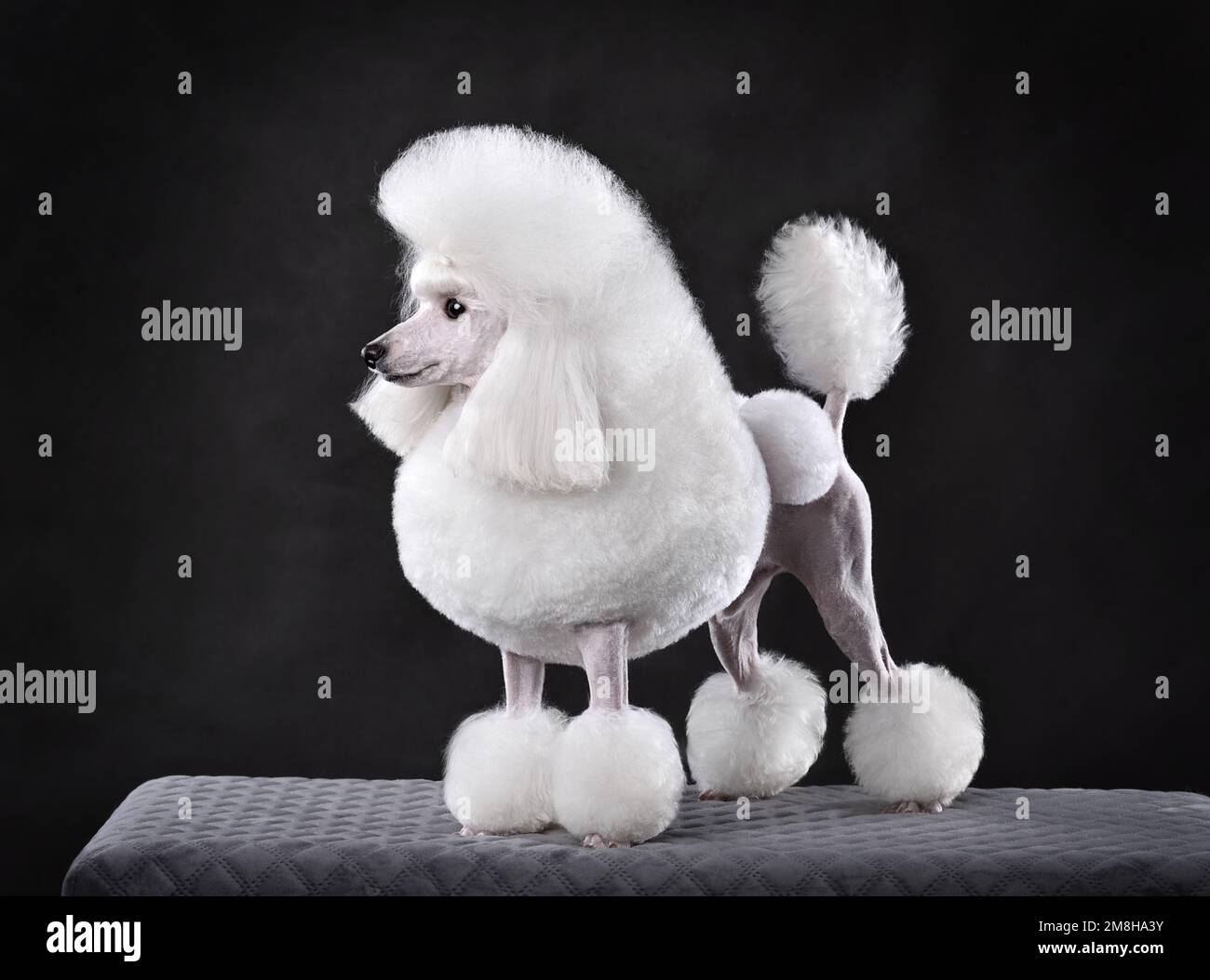 White toy poodle hi res stock photography and images Alamy