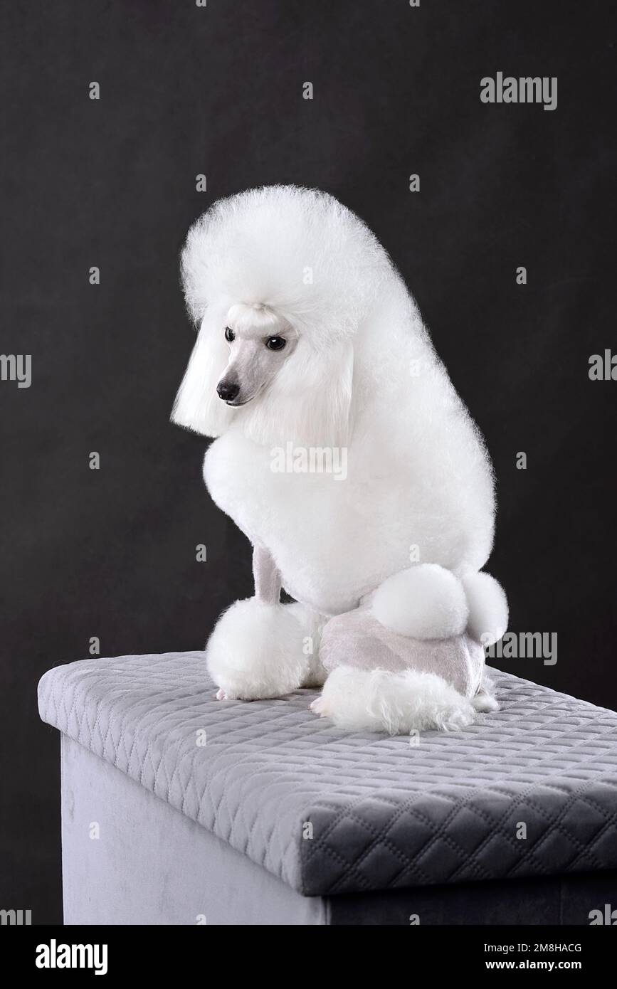 Sitting white toy poodle in continental clip on a black background Stock Photo