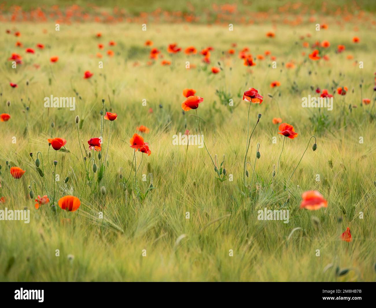 Red poppy flowers on field of rye. Green plants with red buds