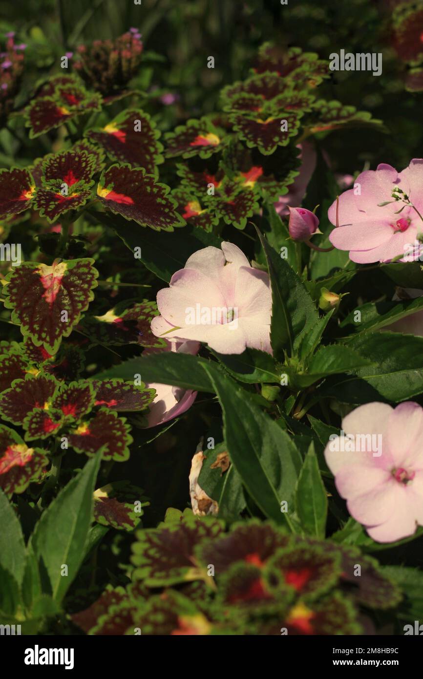 Beautiful summer bright pink geranium flowers in full bloom growing in ...