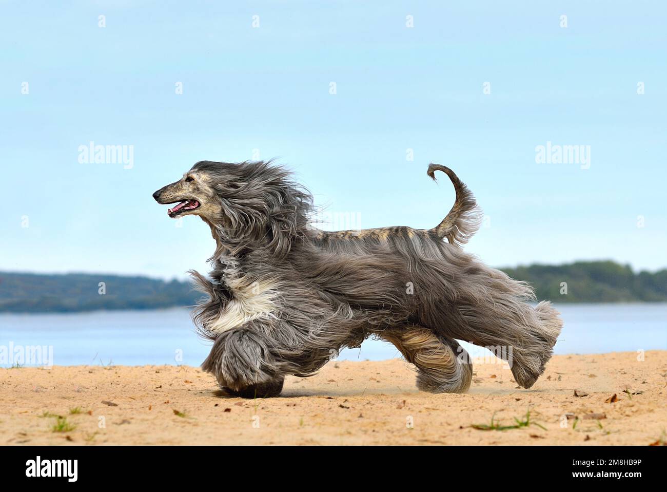 Beautiful fully coated Afghan Hound running on the sandy beach over blue sky Stock Photo