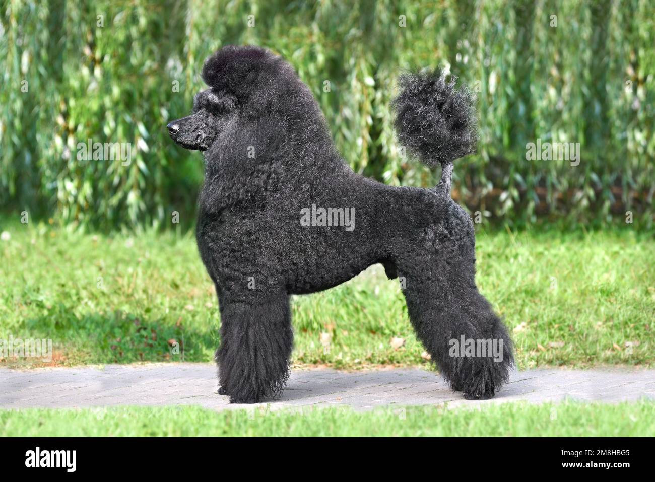 Standing standart black poodle on a gneen outdoor background Stock ...