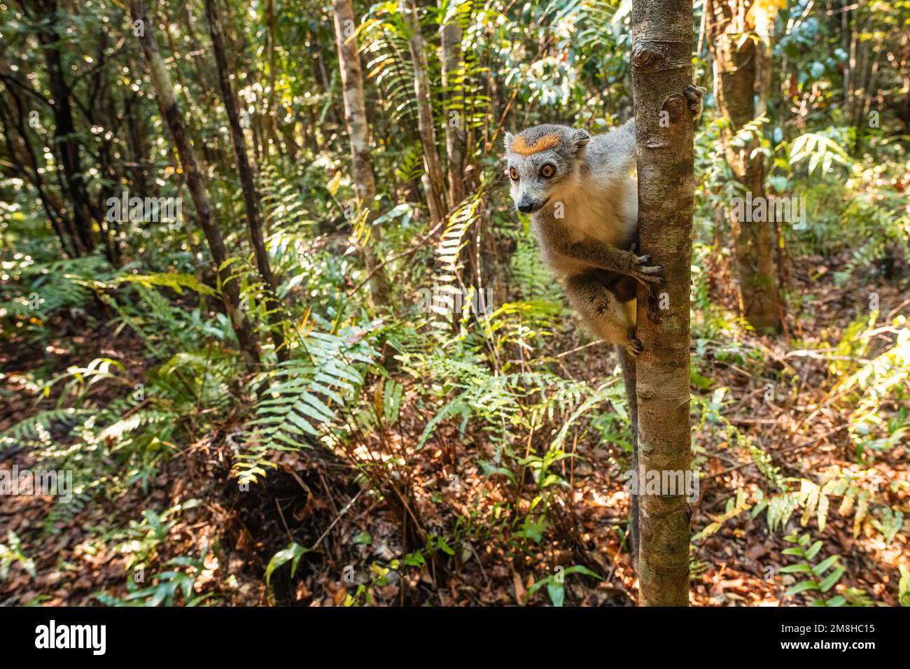 Crowned Lemur Eulemur coronatus, beautiful colored primate from North