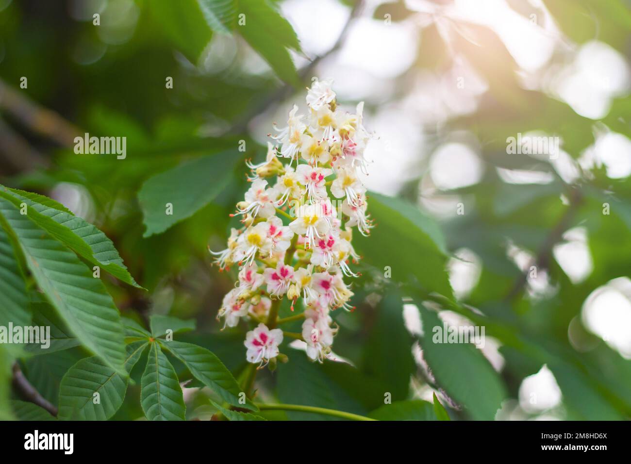 Blooming sweet chestnut tree hi-res stock photography and images - Alamy