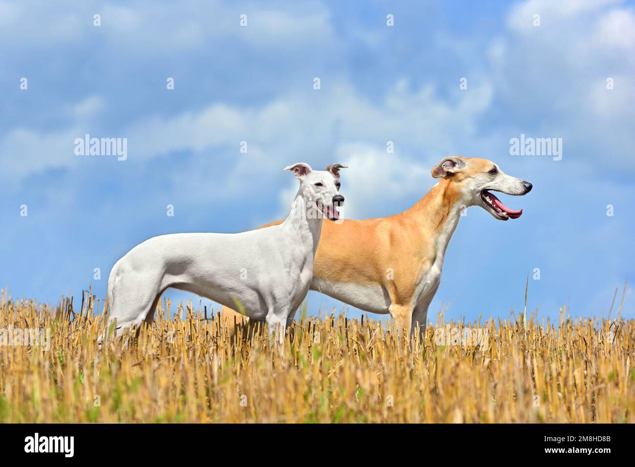 Two whippets standing on a autumn field landscape Stock Photo