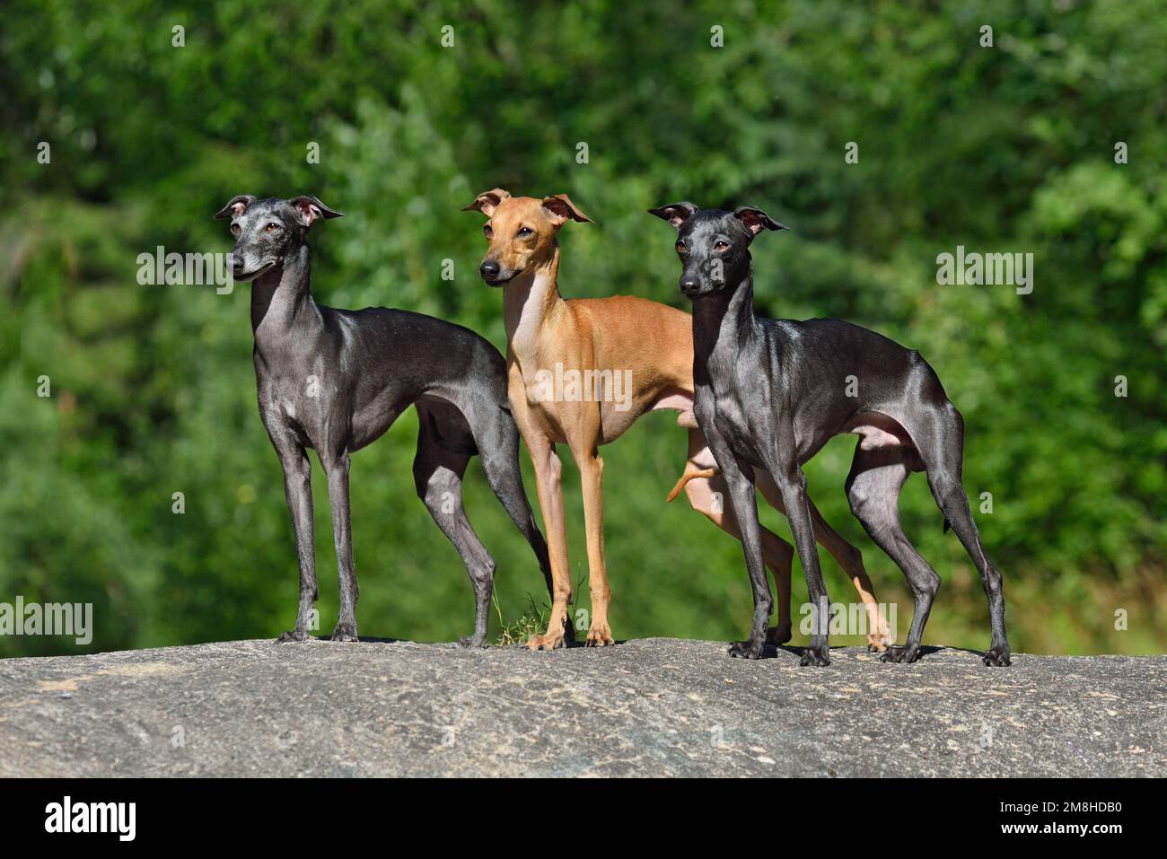Beautiful Italian Greyhound standing on a stone on green background ...
