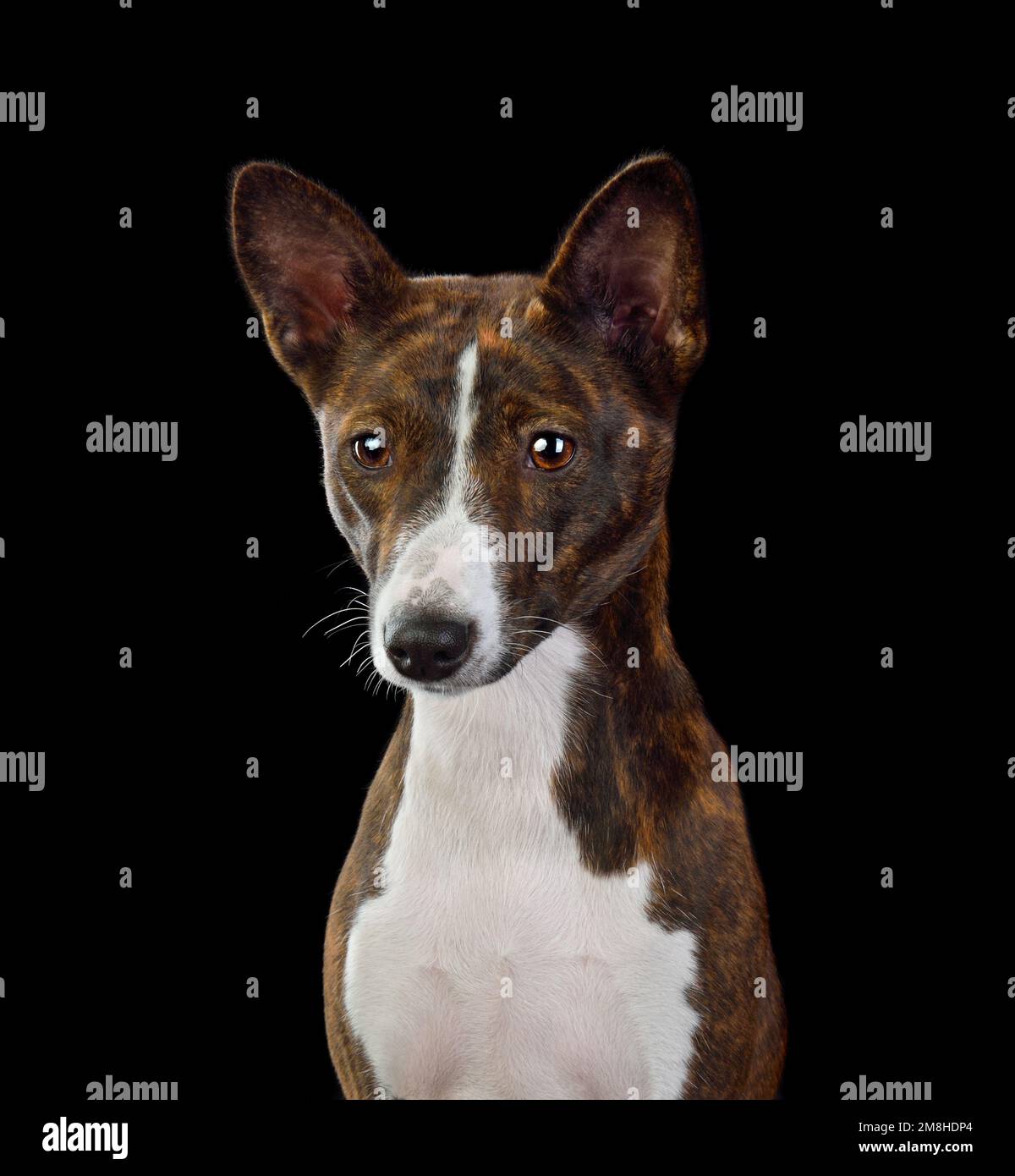 Brindle sales basenji mix