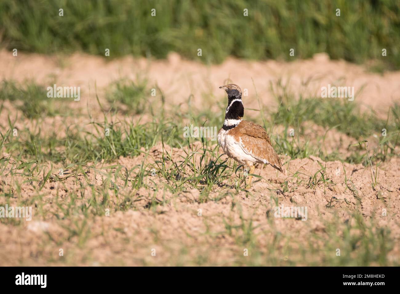 little bustard, Tetrax tetrax, on the ground with dawn light. Montgai, Lleida, Catalonia, Spain Stock Photo