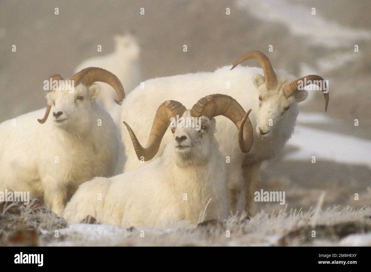 Dall sheep ovis dalli hi-res stock photography and images - Alamy