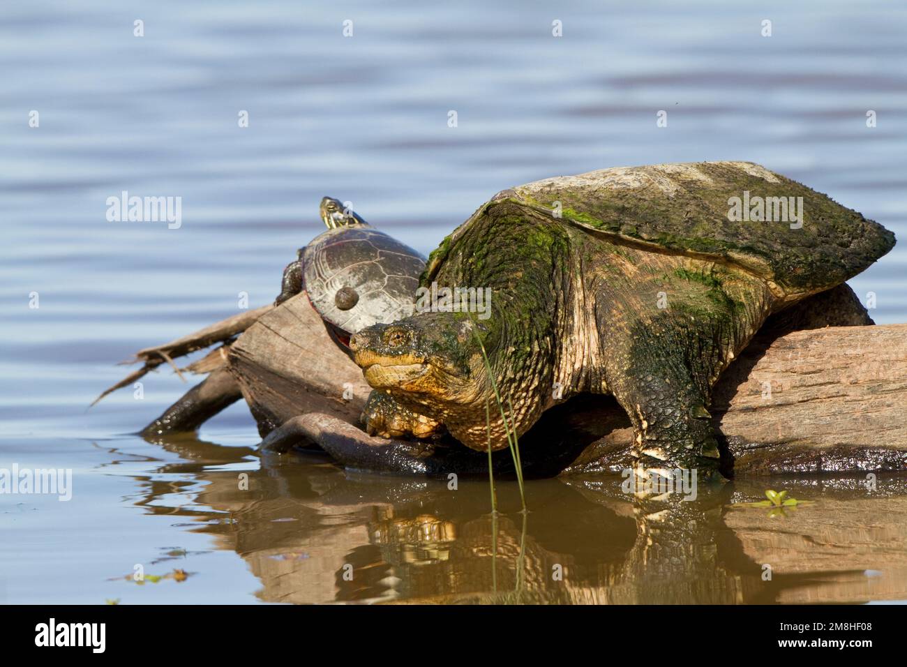 02509-00307 Snapping Turtle (Chelydra serpentina) on log in wetland, Marion Co., IL Stock Photo