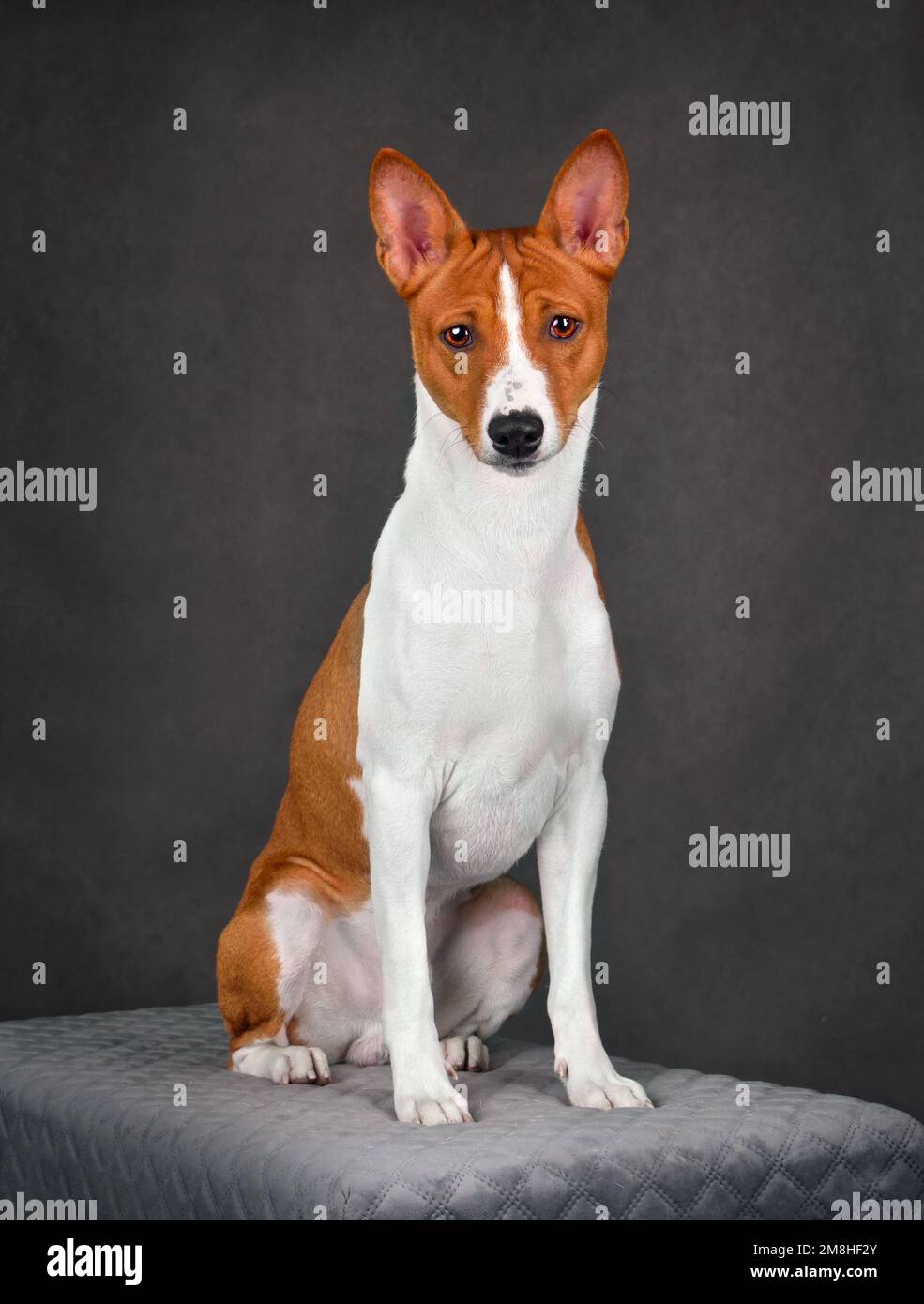 Adorable brown and white basenji dog sitting on gray background Stock Photo