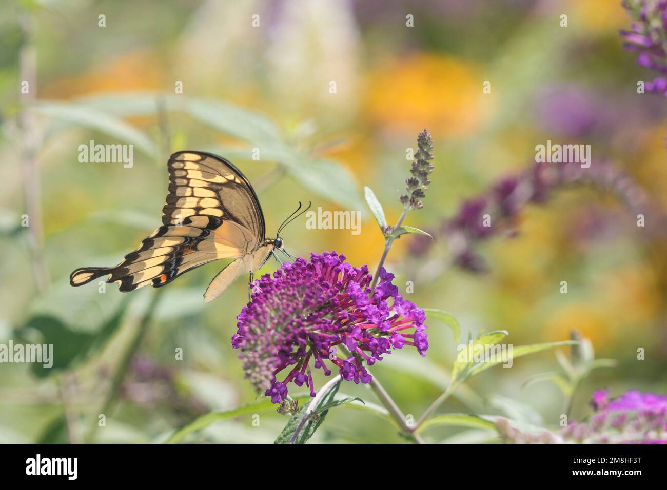 03017-01109 Giant Swallowtail butterfly (Papilio cresphontes) on Butterfly Bush (Buddlei davidii),  Marion Co., IL Stock Photo