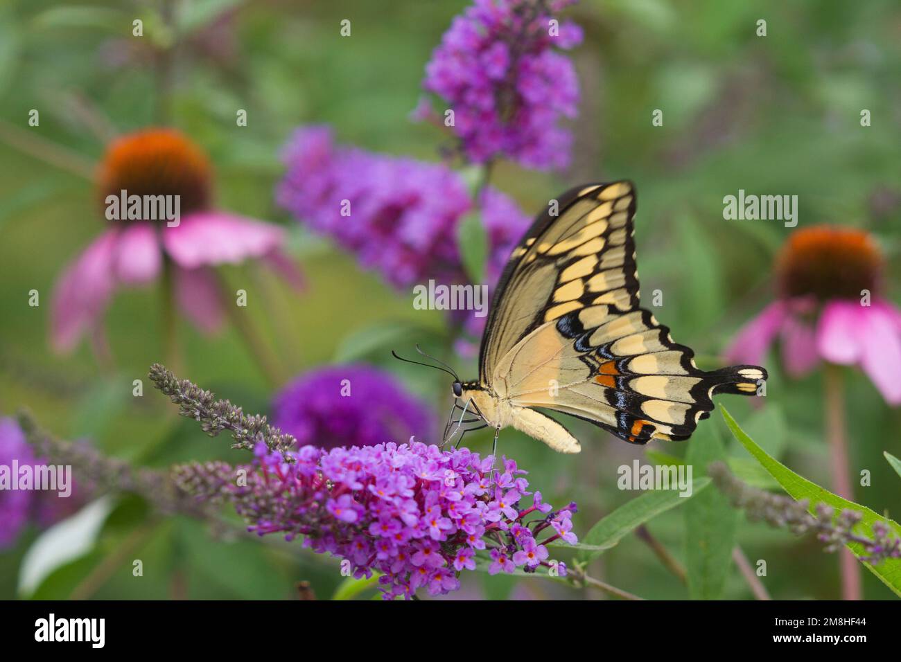 03017-01117 Giant Swallowtail butterfly (Papilio cresphontes) on Butterfly Bush (Buddlei davidii),  Marion Co., IL Stock Photo