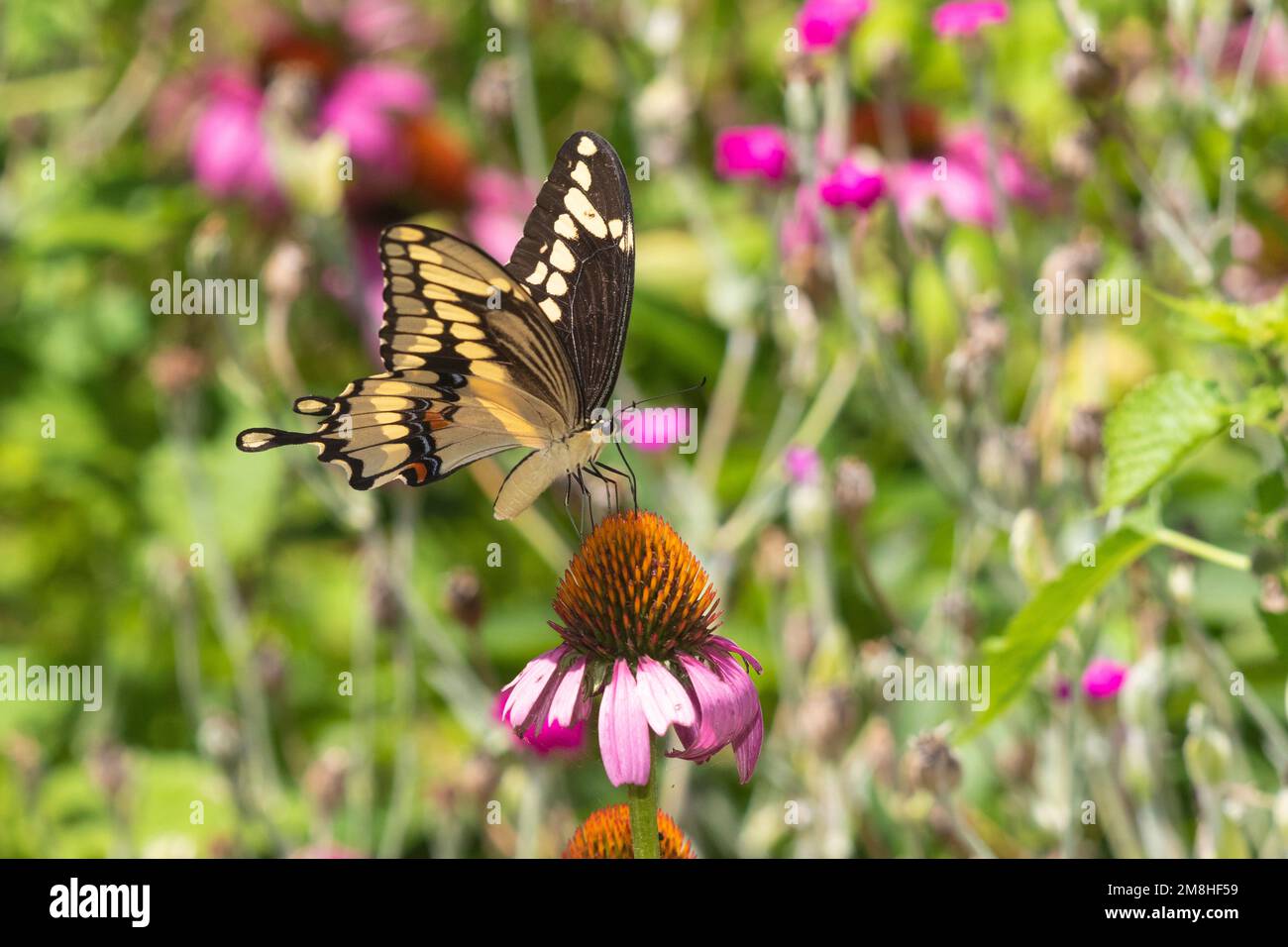 03017-01517 Giant Swallowtail (Papilio cresphontes) on Purple Coneflower (Echinacea purpurea) Marion Co. IL Stock Photo
