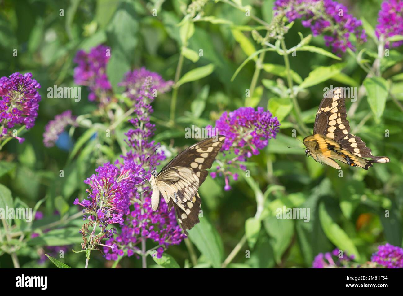 03017-01301 Giant Swallowtail butterflies (Papilio cresphontes) male and female at Butterfly Bush (Buddleia davidii)  Marion Co., IL Stock Photo