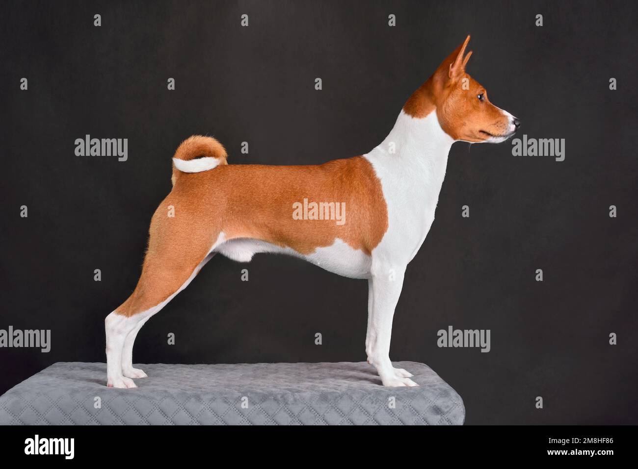 Adorable brown and white basenji dog standing on gray background Stock Photo