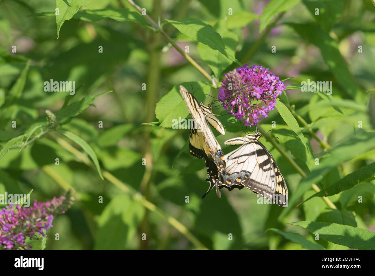 03023-03114 Eastern Tiger Swallowtails (Papilio glaucaus) on Butterfly Bush (Buddleja davidii) Marion Co. IL Stock Photo