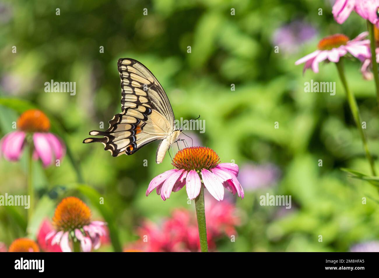 03017-01513 Giant Swallowtail (Papilio cresphontes) on Purple Coneflower (Echinacea purpurea) Marion Co. IL Stock Photo