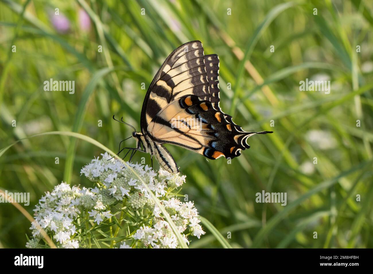 03023-03210 Eastern Tiger Swallowtail (Papilio glaucaus) on Slender Mountain Mint (Pycnanthemum tenuifolium) Marion Co. IL Stock Photo