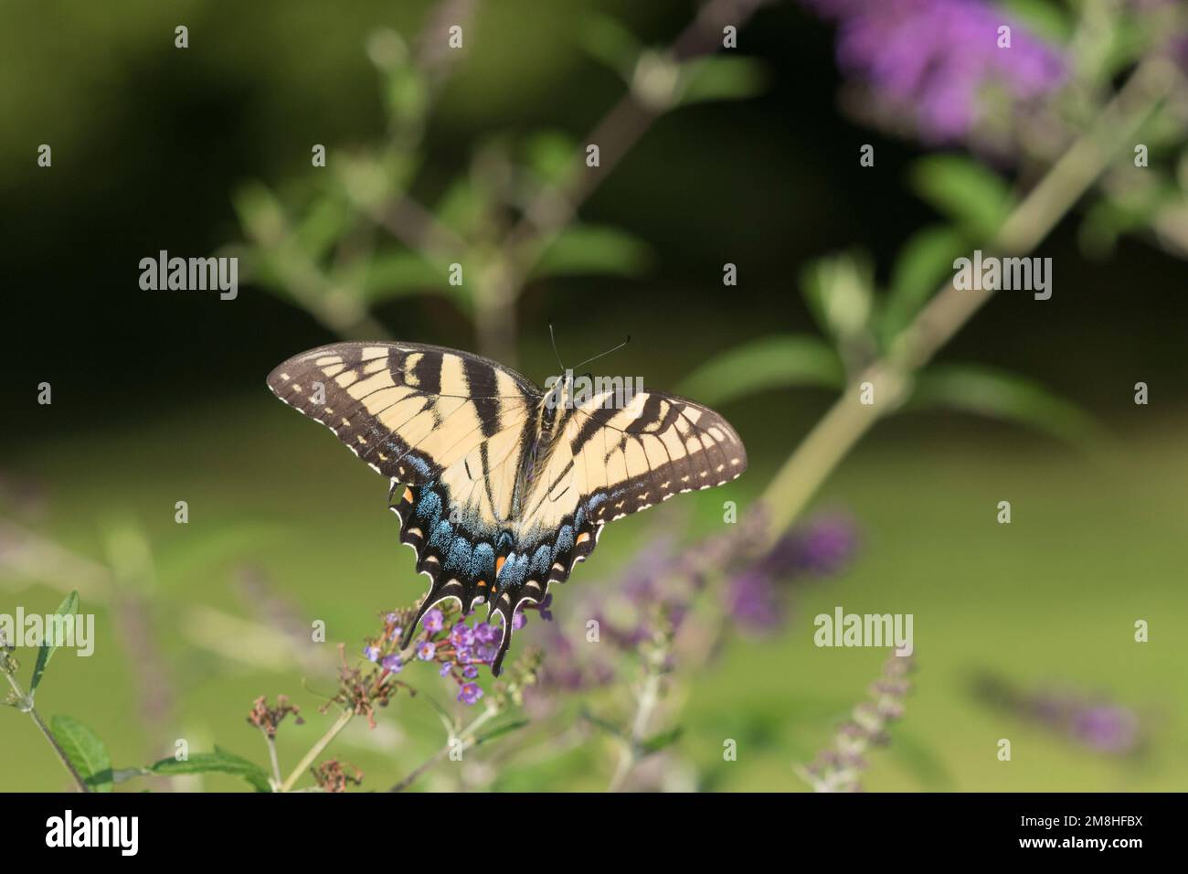 03023-03020 Eastern Tiger Swallowtail (Papilio glaucaus) on Butterfly Bush (Buddleja davidii) Marion Co. IL Stock Photo