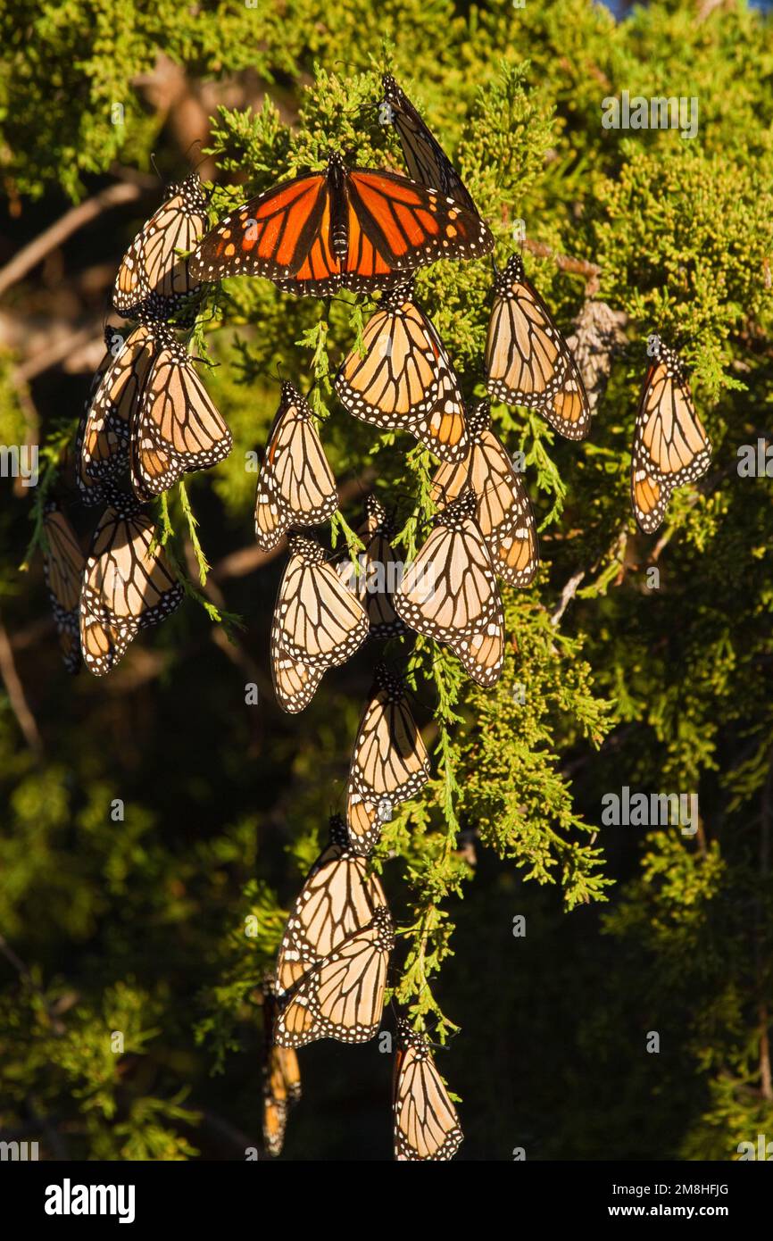 03536-05202 Monarch butterflies (Danaus plexippus) roosting in Eastern Red Cedar tree (Juniperus virginiana),  Prairie Ridge State Natural Area, Mario Stock Photo