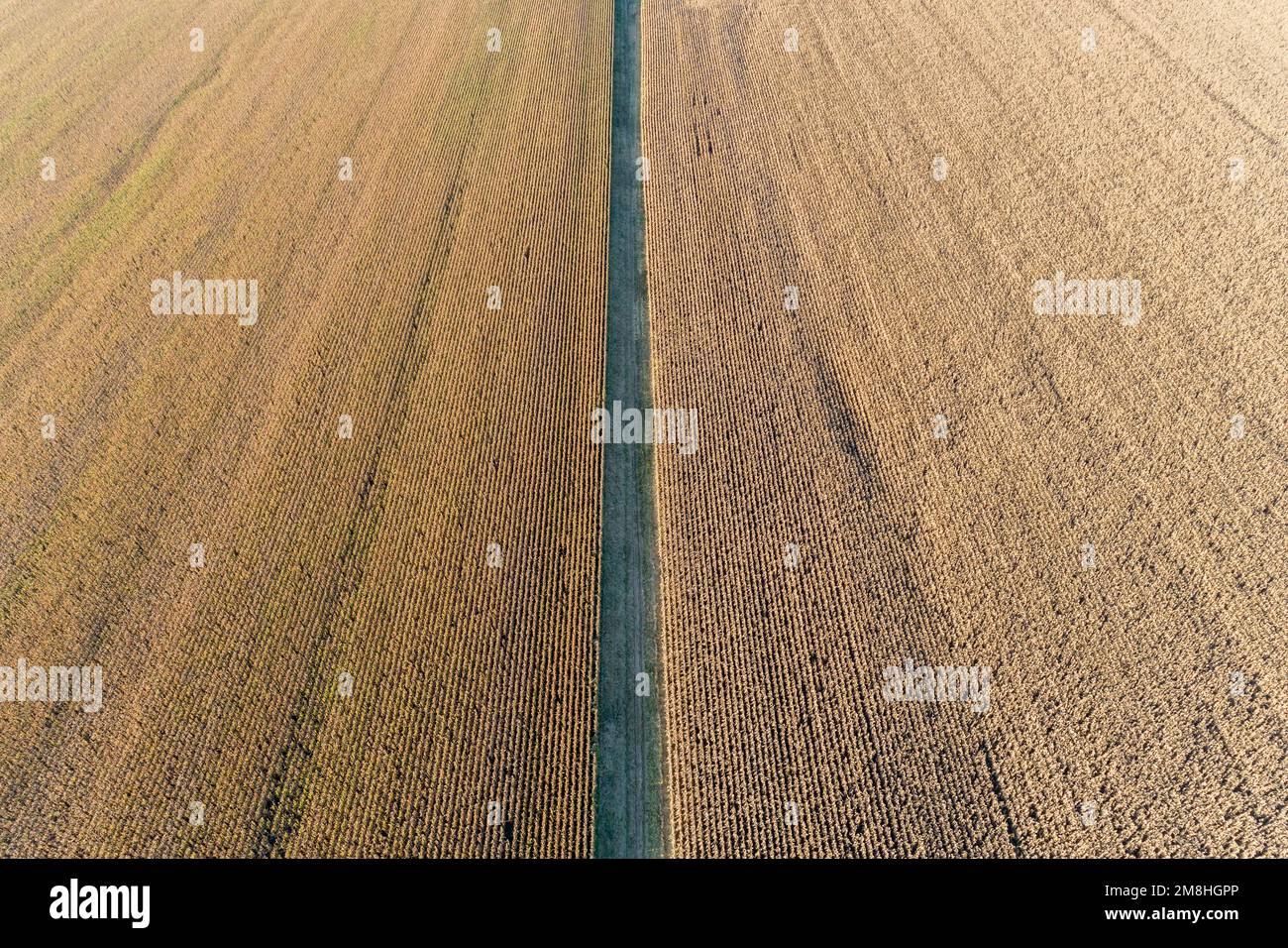 63801-10411 Dividing line between two corn fields before harvest-aerial Marion Co. IL Stock Photo